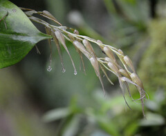 Pleurothallis phalangifera