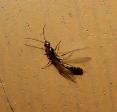 Tetraponera
