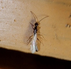 Tetraponera