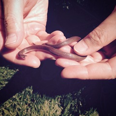 Carphophis amoenus amoenus