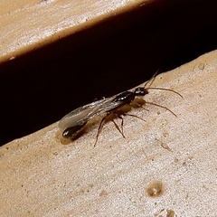 Tetraponera