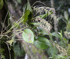 Pleurothallis phalangifera