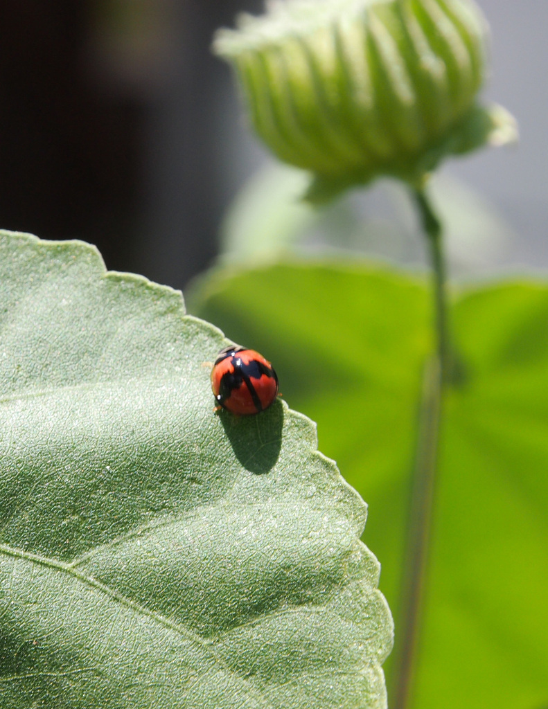 six-spotted-zigzag-ladybird-coleoptera-beetles-of-the-chagos