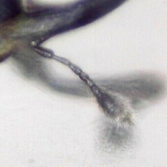 Ceutorhynchus typhae