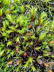 Schistidium crassipilum