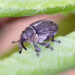 Ceutorhynchus typhae