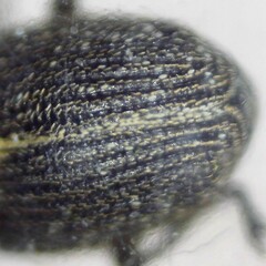 Ceutorhynchus typhae