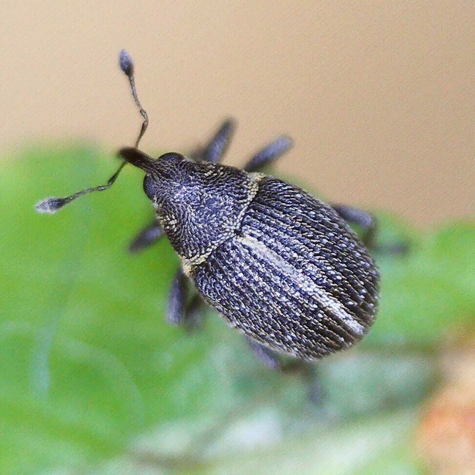 Ceutorhynchus typhae