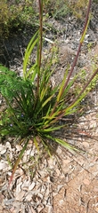 Anigozanthos flavidus