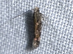 Aristotelia rubidella