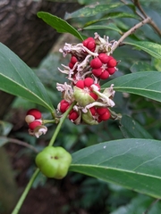 Glochidion rubrum