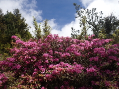 Rhododendron rubropilosum