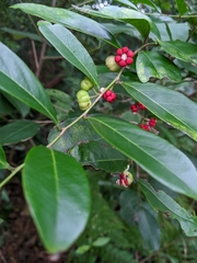Glochidion rubrum