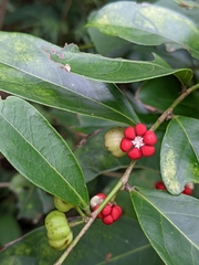 Glochidion rubrum