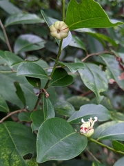 Glochidion rubrum