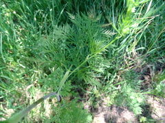 Chaerophyllum bulbosum