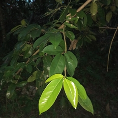 Annonaceae