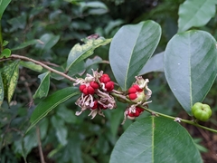 Glochidion rubrum
