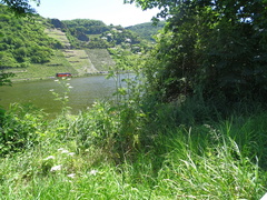Chaerophyllum bulbosum