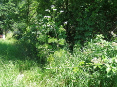 Chaerophyllum bulbosum