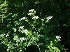 Chaerophyllum bulbosum