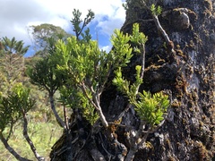 Retrophyllum comptonii