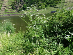Chaerophyllum bulbosum