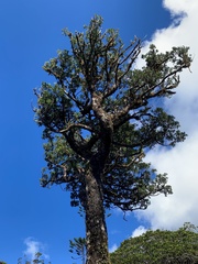 Retrophyllum comptonii