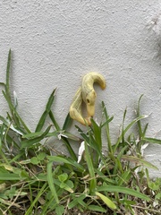 Elisolimax flavescens
