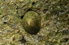 Eoacmaea profunda