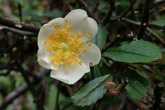 Rosa transmorrisonensis