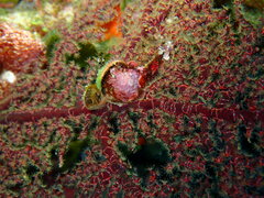 Ophiothela