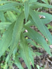 Asphondylia solidaginis