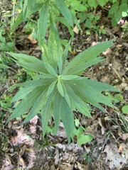 Asphondylia solidaginis