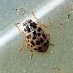 Anisosticta novemdecimpunctata