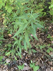 Asphondylia solidaginis