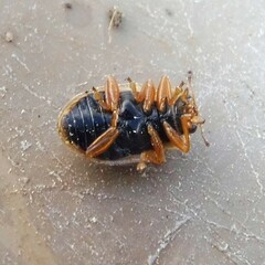 Anisosticta novemdecimpunctata