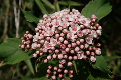 Spiraea hayatana