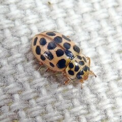 Anisosticta novemdecimpunctata