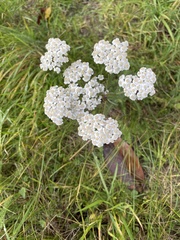 Achillea millefolium
