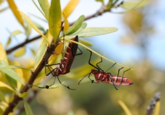 Galaesus hasticornis