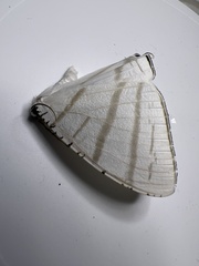 Urapteroides astheniata