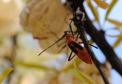 Galaesus hasticornis