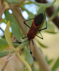 Galaesus hasticornis