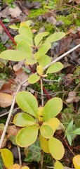Berberis vulgaris