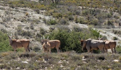 Tragelaphus oryx oryx