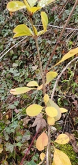 Berberis vulgaris
