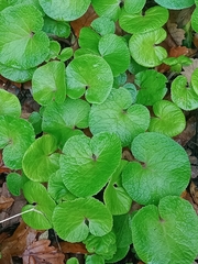 Viola