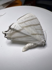 Urapteroides astheniata