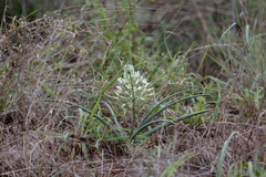 Albuca seineri